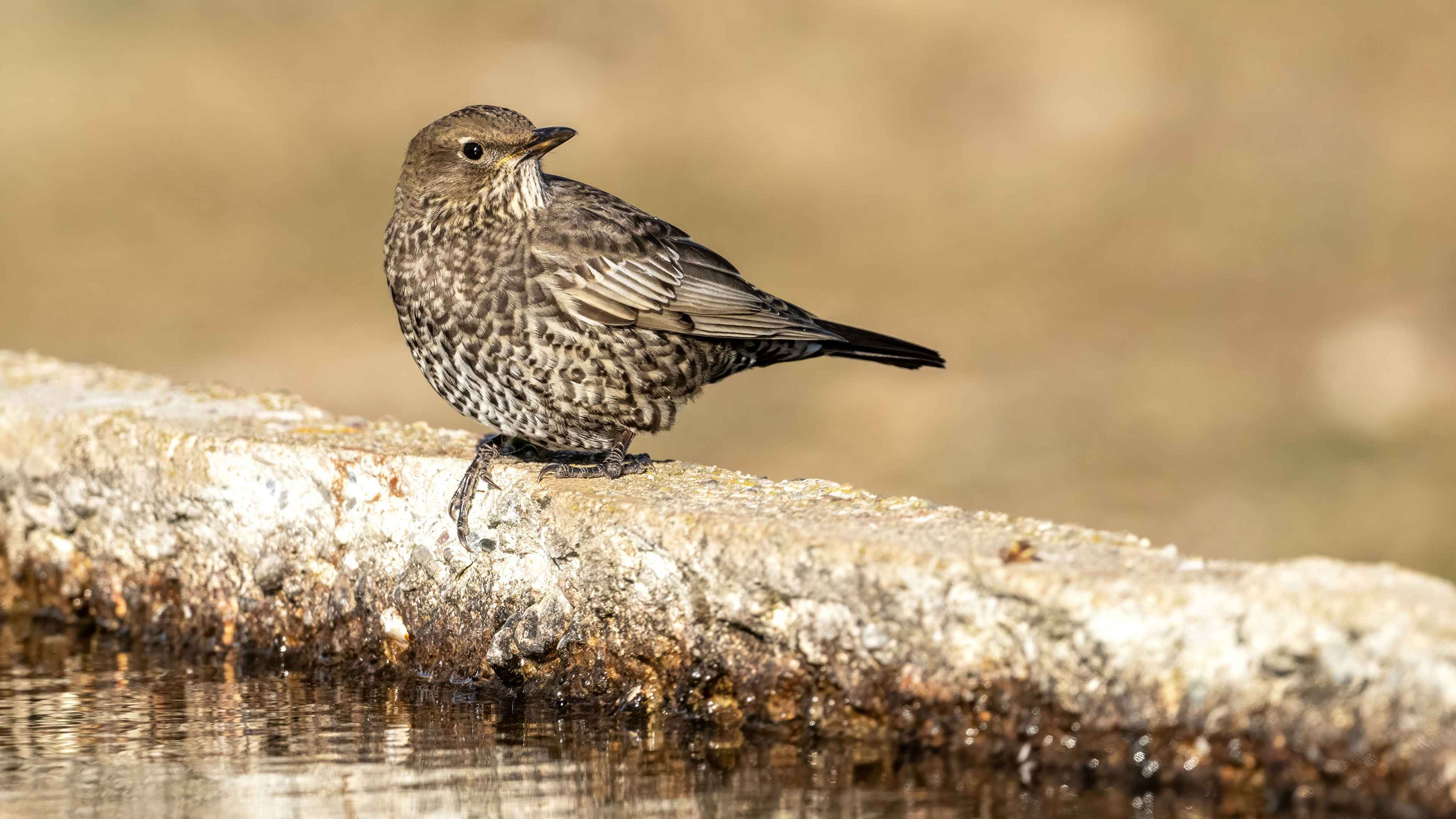 Ring Ouzel